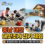 6시내고향 충남 태안 대맛조개 잡기 체험 - 둘레길펜션에서 즐기는 이색 갯벌 여행 정보