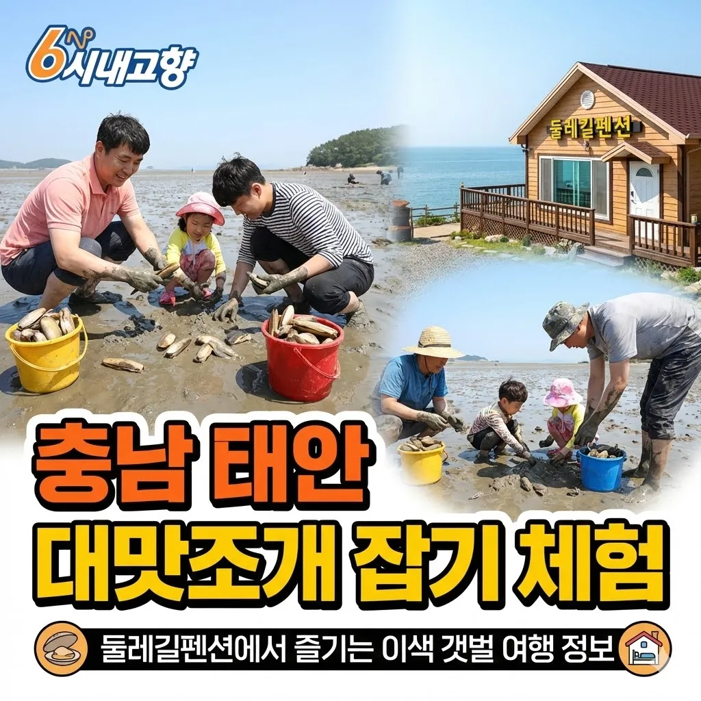 6시내고향 충남 태안 대맛조개 잡기 체험 - 둘레길펜션에서 즐기는 이색 갯벌 여행 정보