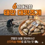 6시내고향 태안 대맛조개 갯벌의 보물 갯바위수산 택배로 즐기는 산지직송의 맛