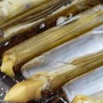 6시내고향 태안 대맛조개 산지직송 하늘색청년 택배 주문 및 가격 정보 총정리