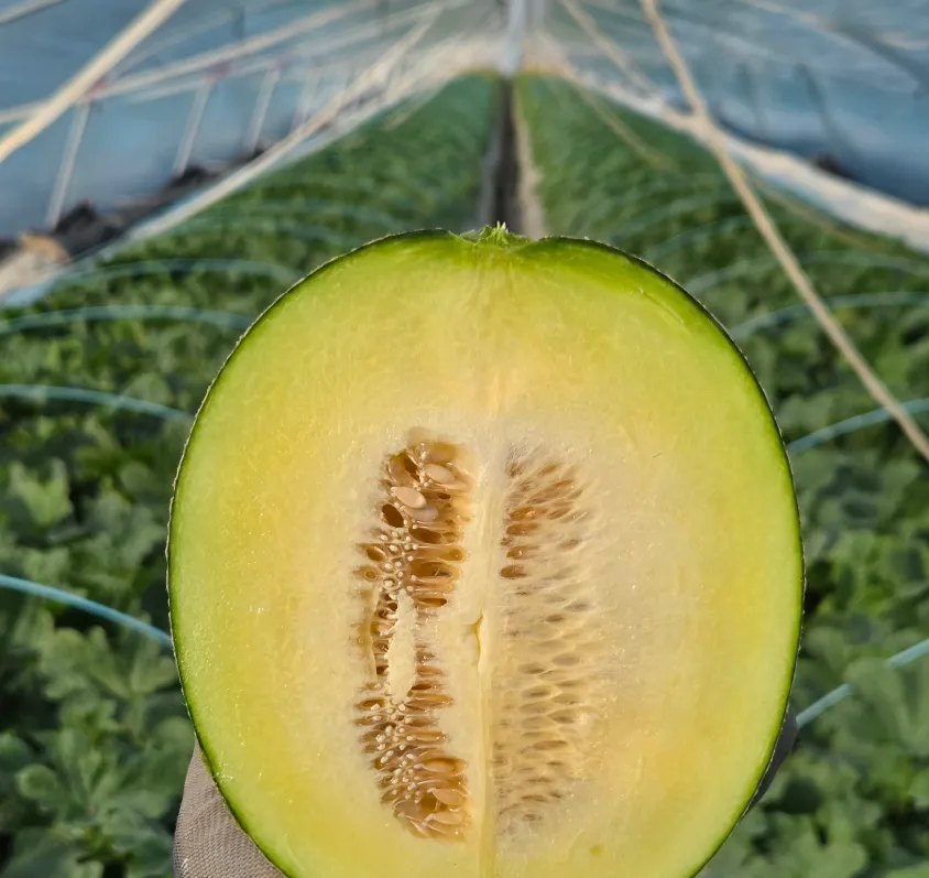 6시내고향 홍성 함안 멜론 입안 가득 터지는 달콤한 과즙, 산지 직송 네트멜론